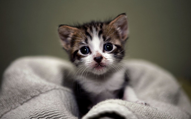 Small kitten sad blanket looking free wallpaper for desktop - medium preview image