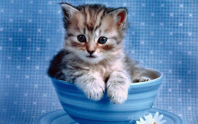 Kitten blue bowl flower lap free wallpaper for desktop - medium preview image