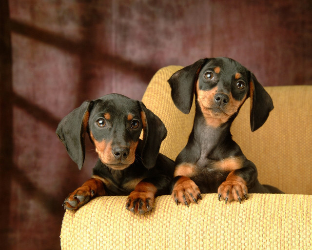 Two small dogs yellow chair free wallpaper for desktop - medium preview image
