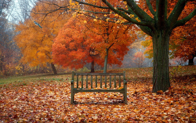 Park bench leaves tree orange free wallpaper for desktop - medium preview image