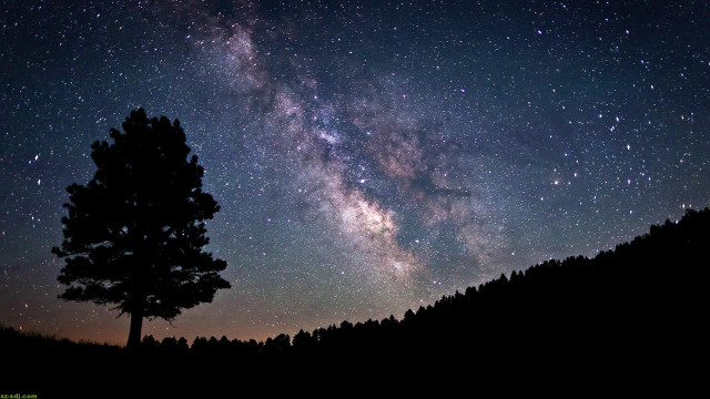 Tree night sky stars milky #2 free wallpaper for desktop - medium preview image