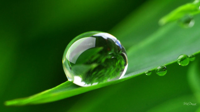 Water drop green leaf drops #2 free wallpaper for desktop - medium preview image
