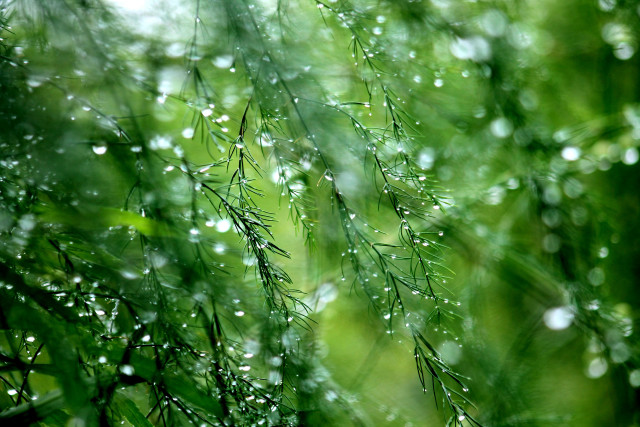 Close up tree water droplets free wallpaper for desktop - medium preview image