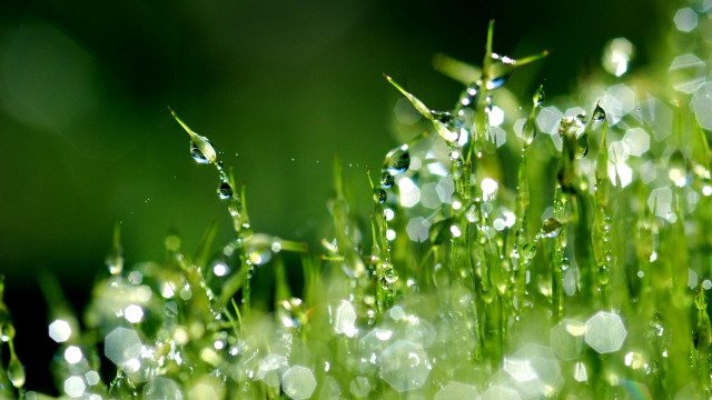 Grass water drops closeup bokeh free wallpaper for desktop - medium preview image