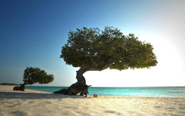 Tree beach blue sky rocks free wallpaper for desktop - medium preview image