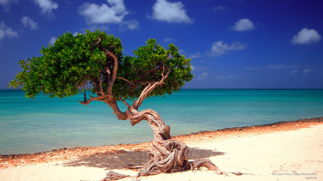 Beach tree ocean blue sky free wallpaper for desktop - medium preview image