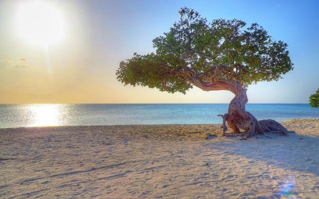 Tree beach sun water background free wallpaper for desktop - medium preview image