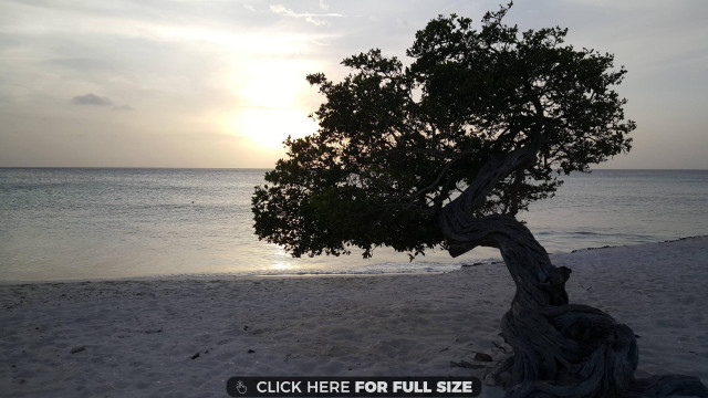 Tree beach sunset click here free wallpaper for desktop - medium preview image