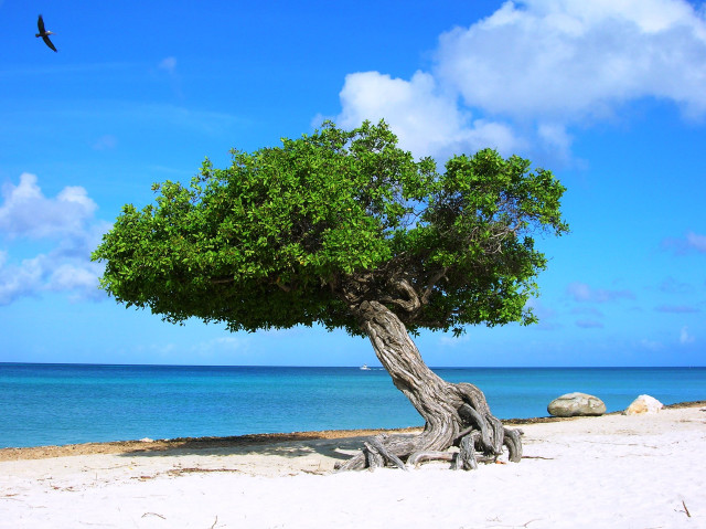 Tree beach bird water blue free wallpaper for desktop - medium preview image