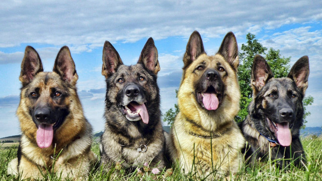 German shepherds laying grass tongues free wallpaper for desktop - medium preview image