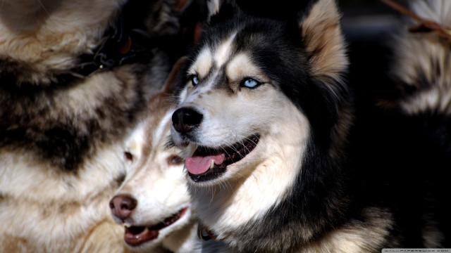 Two dogs blue eyes black free wallpaper for desktop - medium preview image