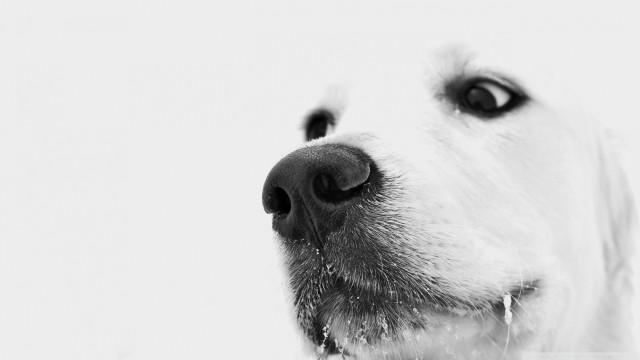 Dog closeup white background black #2 free wallpaper for desktop - medium preview image