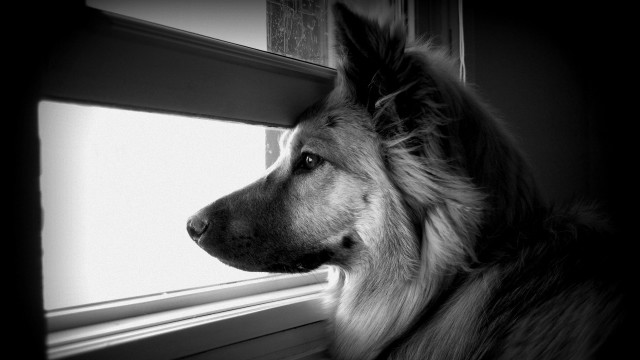 Dog looking out window house free wallpaper for desktop - medium preview image