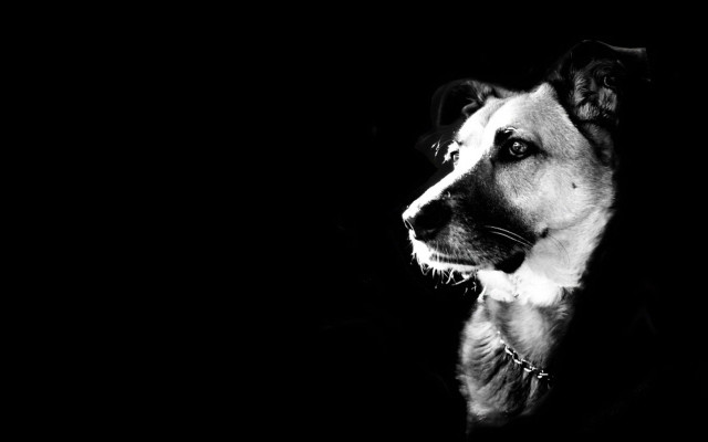 Dog looking dark room head free wallpaper for desktop - medium preview image