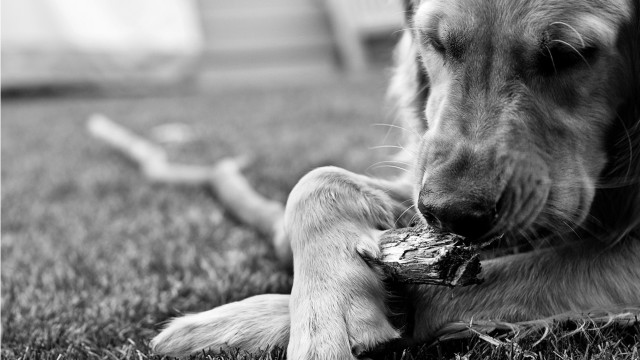 Dog chewing wood grass log free wallpaper for desktop - medium preview image