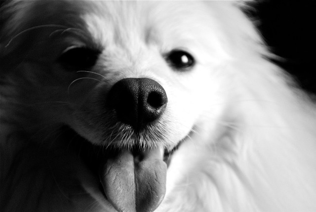 Dog tongue out looking camera #2 free wallpaper for desktop - medium preview image
