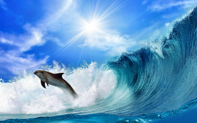 Dolphin jumping water wave blue free wallpaper for desktop - medium preview image