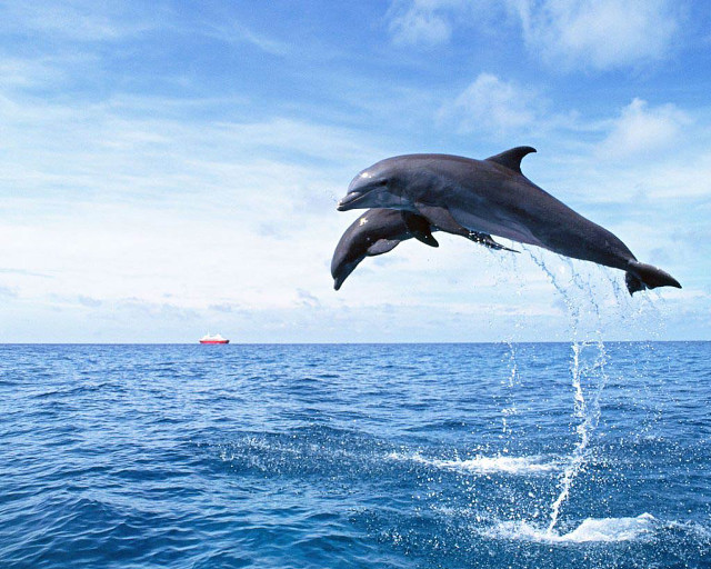 Dolphin jumping boat ocean blue free wallpaper for desktop - medium preview image