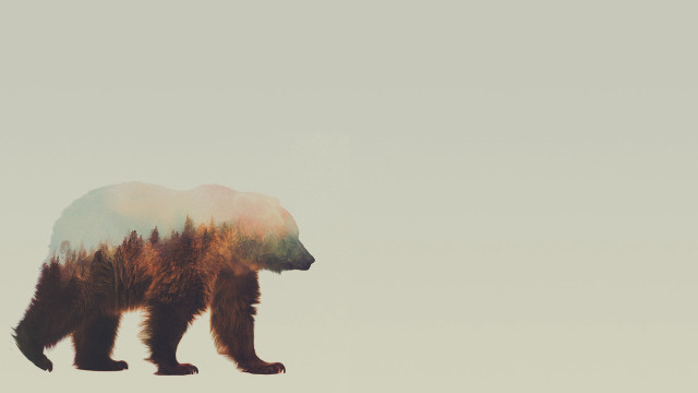 Bear trees back field grass free wallpaper for desktop - medium preview image