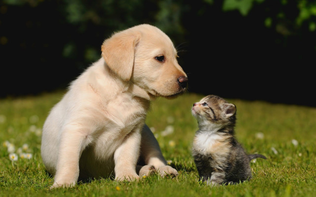 Puppy kitten grass curious animal free wallpaper for desktop - medium preview image