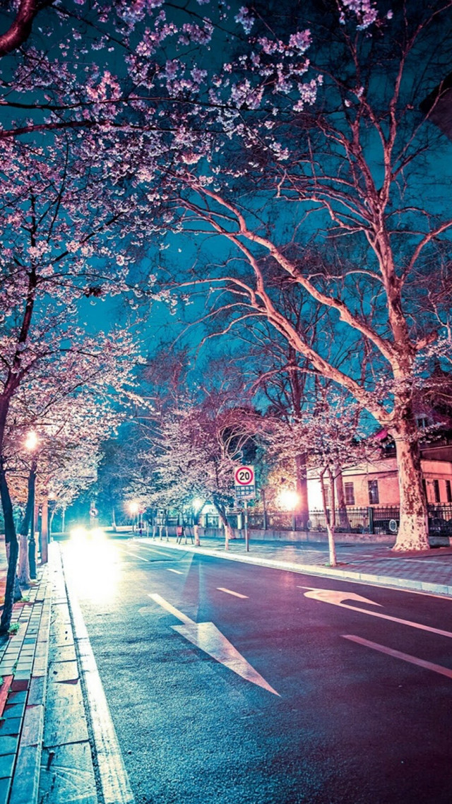 Tree lined street building light free wallpaper for mobile - medium preview image