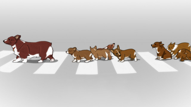 Dogs crosswalk line same side free wallpaper for desktop - medium preview image