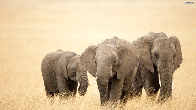 Three elephants walking field grass free wallpaper for desktop - medium preview image