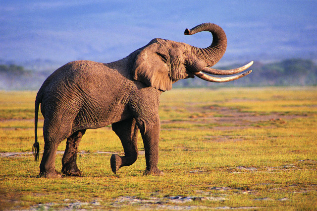Elephant large tusks walking field #2 free wallpaper for desktop - medium preview image