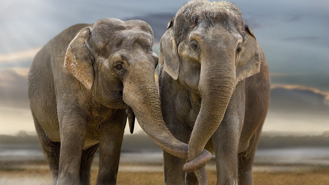 Elephants touching trunks field cloudy free wallpaper for desktop - medium preview image