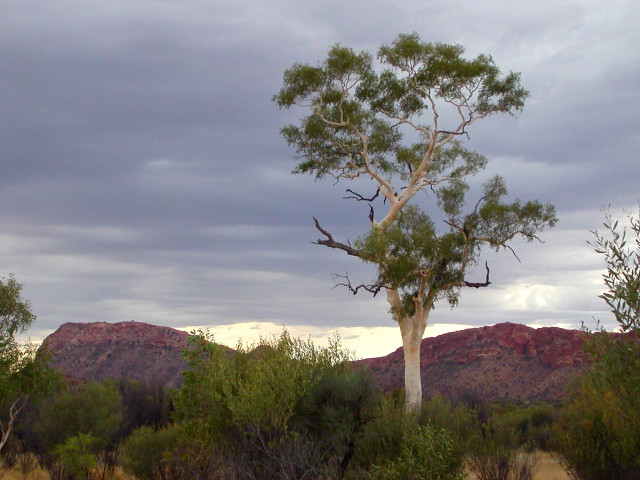 Lone tree field mountains cloudy free wallpaper for desktop - medium preview image