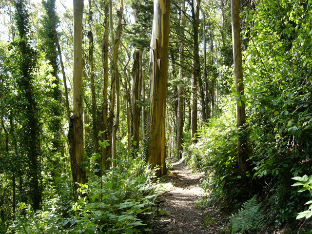 Wooded path nature trail trees free wallpaper for desktop - medium preview image