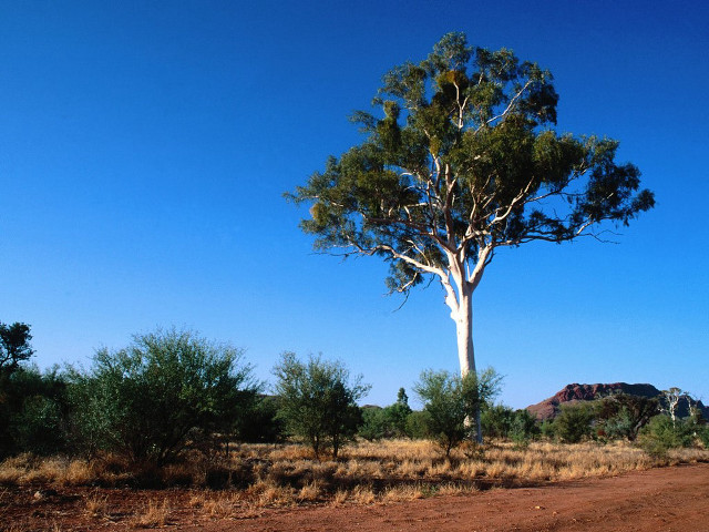 Dirt road tree mountain blue free wallpaper for desktop - medium preview image
