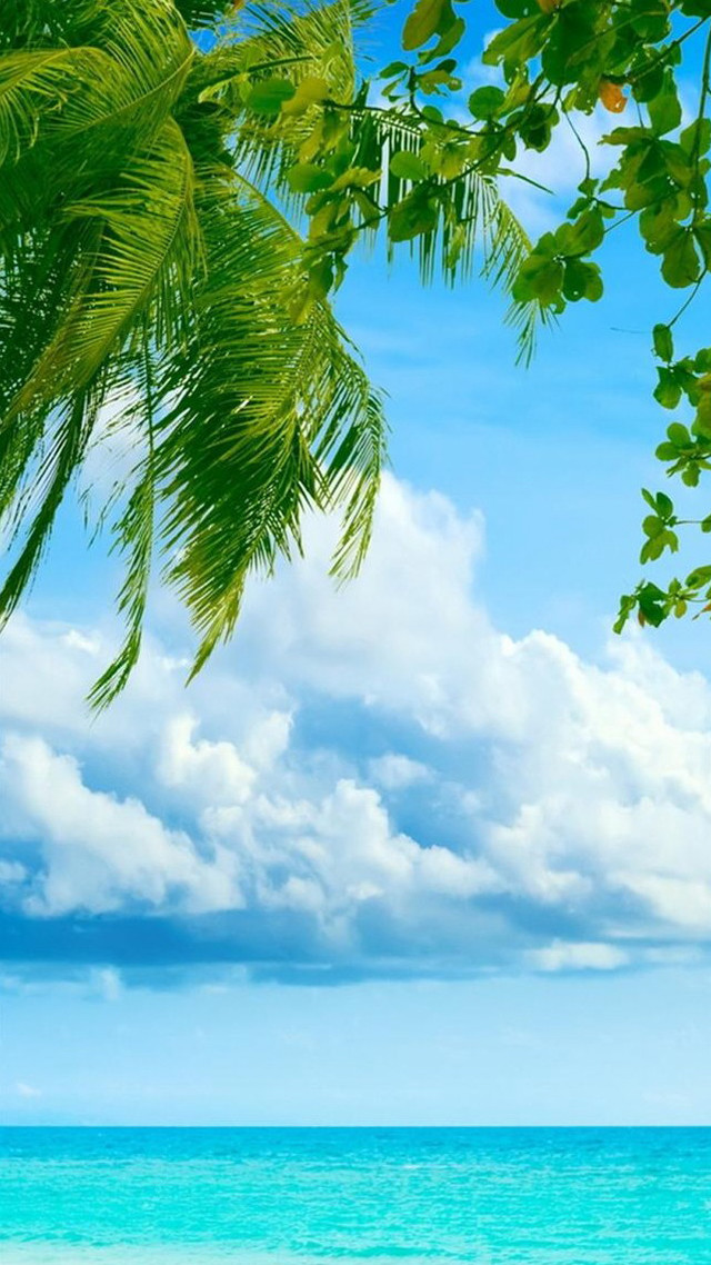 Beach palm tree blue sky #17 free wallpaper for mobile - medium preview image
