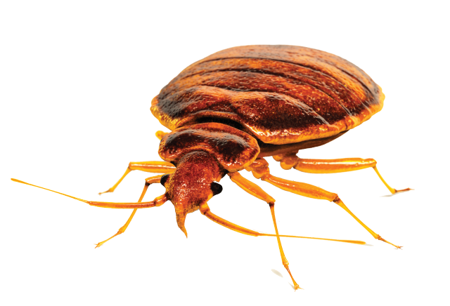 Bed bug white background white free wallpaper for desktop - medium preview image