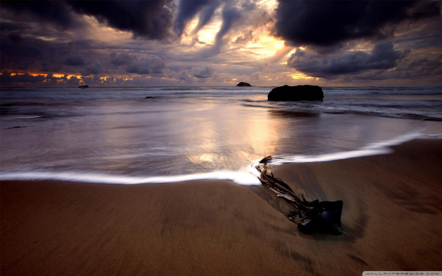 Beach tree branch sand sunset free wallpaper for desktop - medium preview image