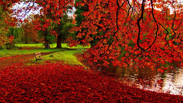 Bench tree red leaves river #2 free wallpaper for desktop - medium preview image