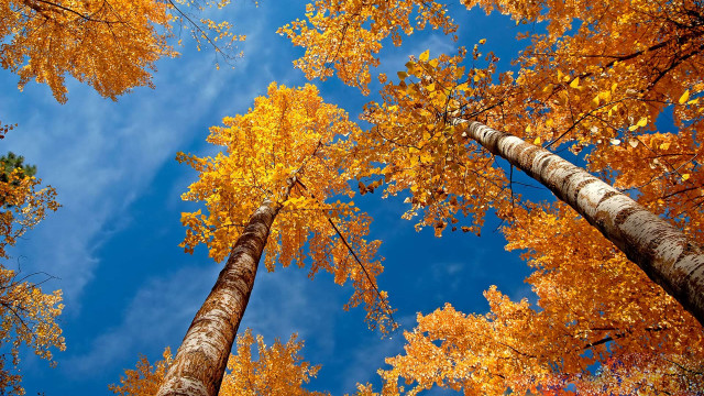 Tall trees yellow leaves blue free wallpaper for desktop - medium preview image