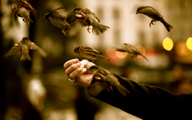 Person holding bird flying away free wallpaper for desktop - medium preview image