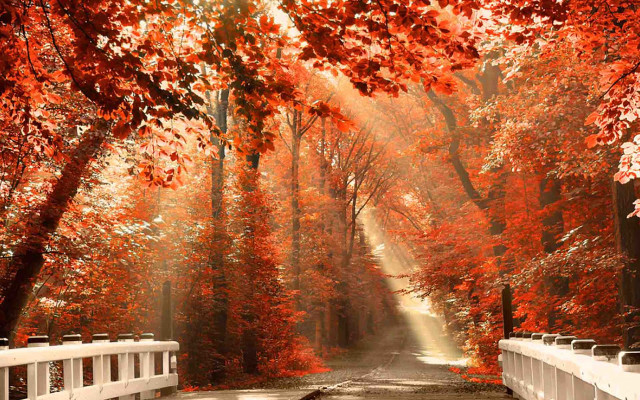 Scenic road trees leaves nature free wallpaper for desktop - medium preview image