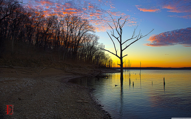 Tree water sunset lake shore free wallpaper for desktop - medium preview image