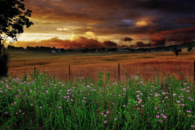 Field fence flowers foreground cloudy free wallpaper for desktop - medium preview image