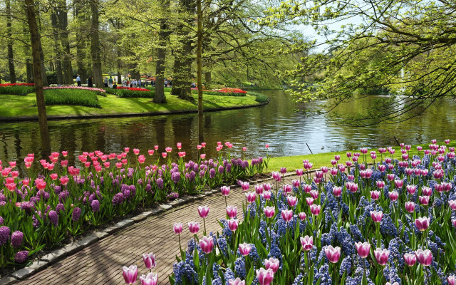 Park pond flowers people walking free wallpaper for desktop - medium preview image