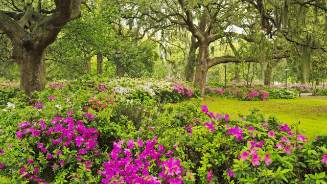 Park trees flowers bench ecological free wallpaper for desktop - medium preview image