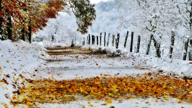 Snowy path fence trees leaves free wallpaper for desktop - medium preview image