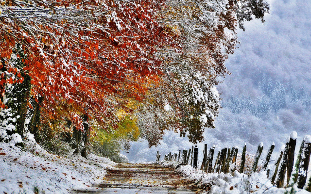 Snowy path fence trees orange free wallpaper for desktop - medium preview image
