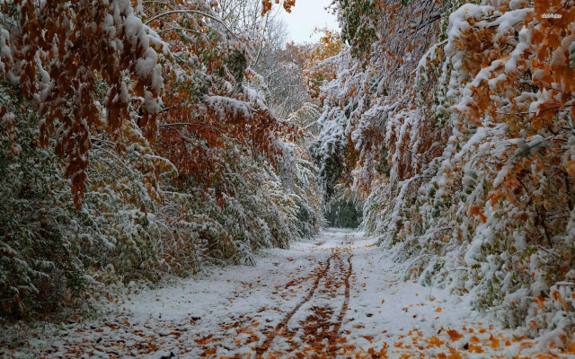 Snowy path trees leaves stop free wallpaper for desktop - medium preview image