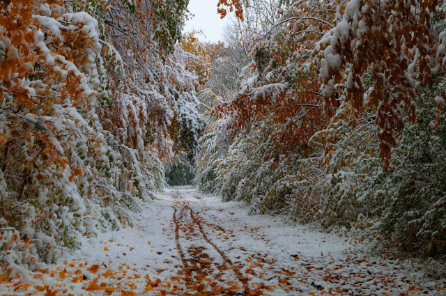 Snowy path trees leaves bushes free wallpaper for desktop - medium preview image