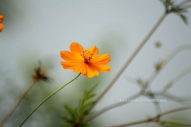 Flower bamboo leaf orange blur free wallpaper for desktop - medium preview image
