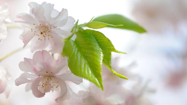 Close up branch flowers leaves free wallpaper for desktop - medium preview image