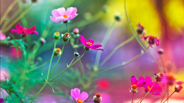 Flowers grass blurry background bunch free wallpaper for desktop - medium preview image